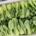 【热卖推荐】精品上海青常年供应质量保证一手货源全国发货