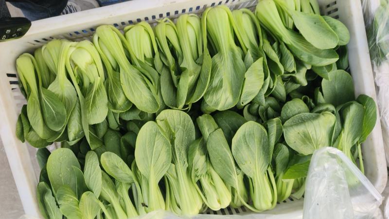 【热卖推荐】精品上海青常年供应质量保证一手货源全国发货