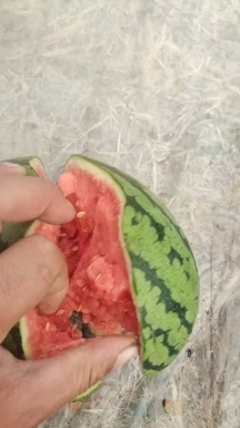 冰糖翠玉西瓜皮薄甜嘎嘎
