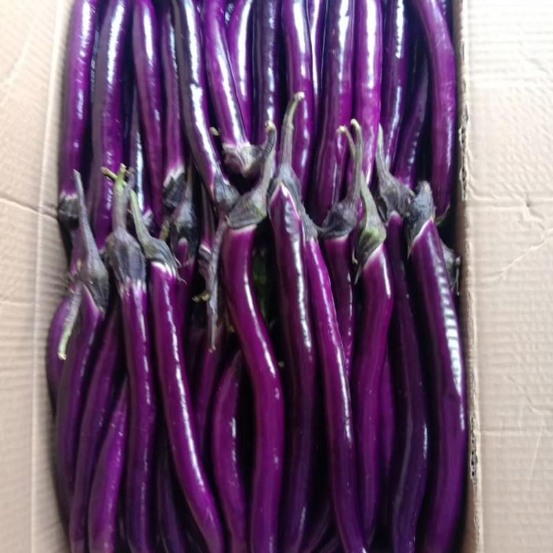 紫线茄，绩溪高山茄子，山沟沟里的精品好茄子，欢迎来电