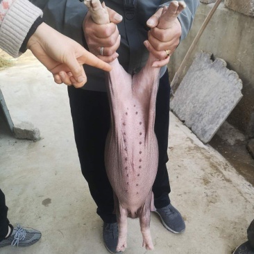 高产优良后备母猪，育肥猪仔。