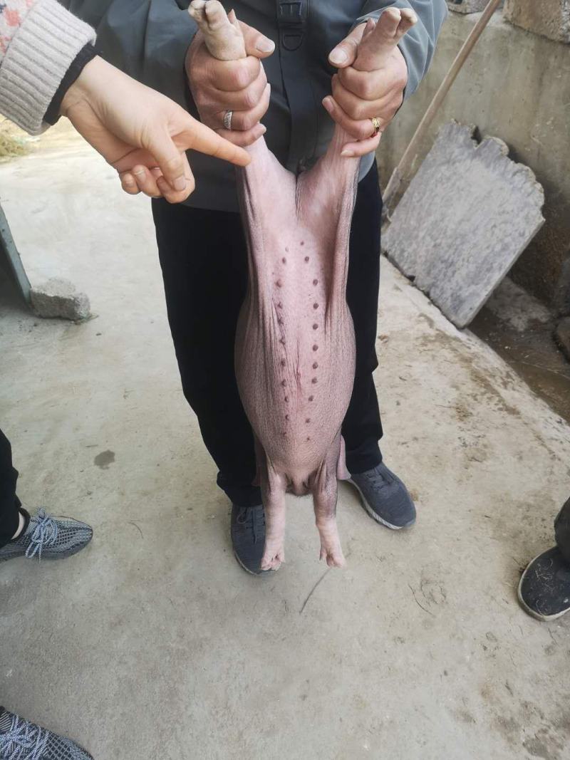 高产优良后备母猪，育肥猪仔。