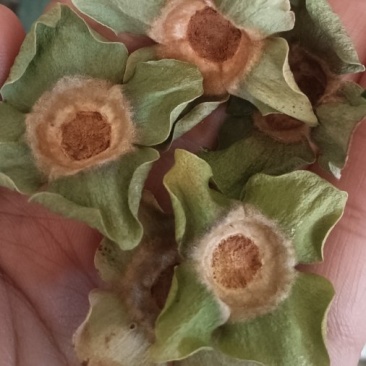 青柿蒂。颜色好没有杂质