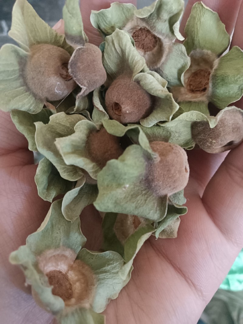 青柿蒂。颜色好没有杂质