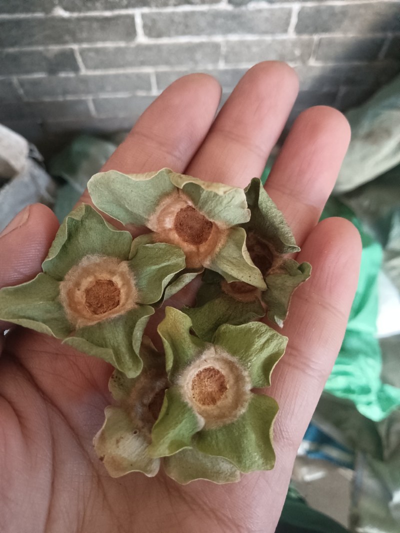 青柿蒂。颜色好没有杂质