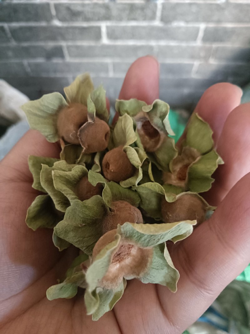 青柿蒂。颜色好没有杂质