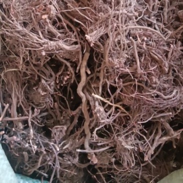 茜草