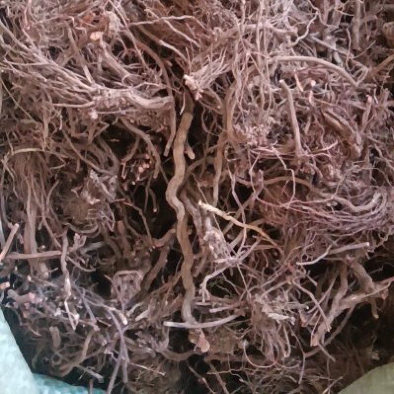 茜草