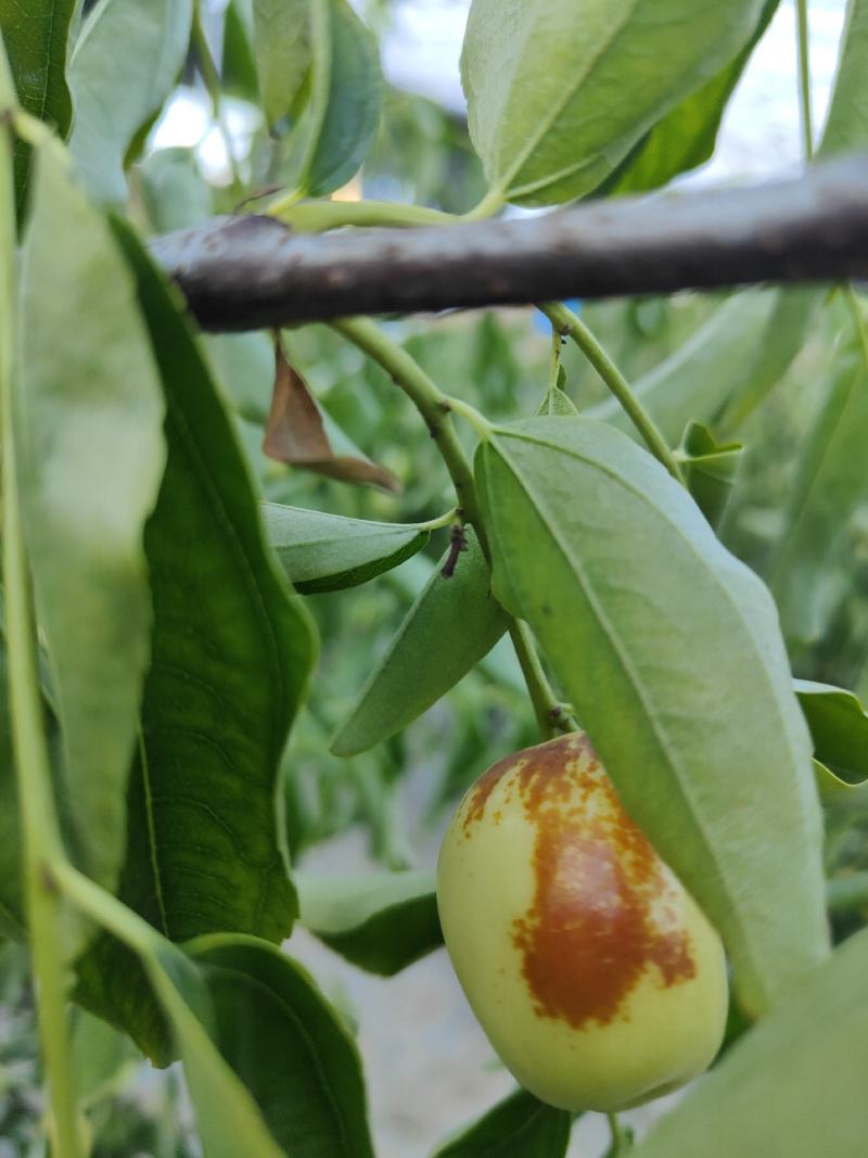 大荔冬枣