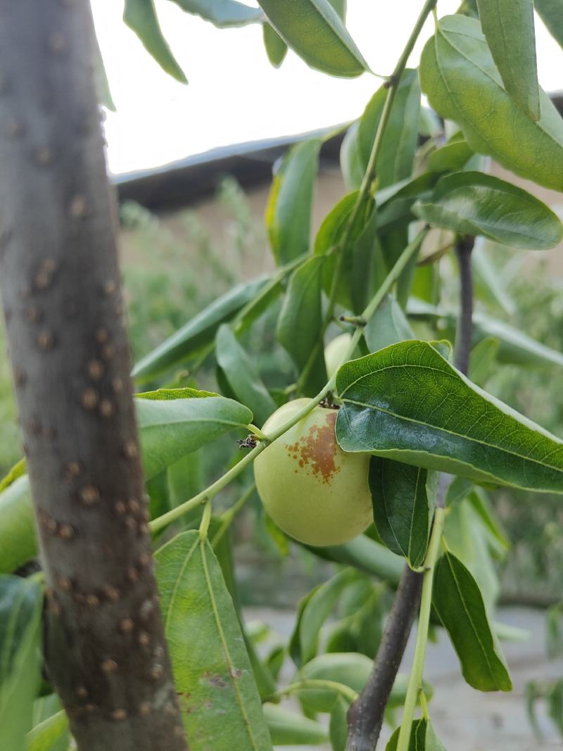 大荔冬枣