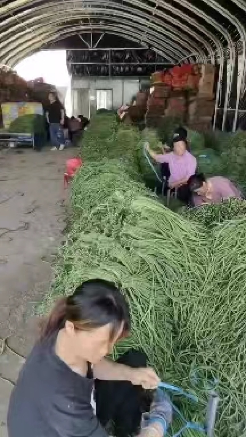 豆角，精品青条豆角基地，颜色青绿，条形直柳，实力代发全国
