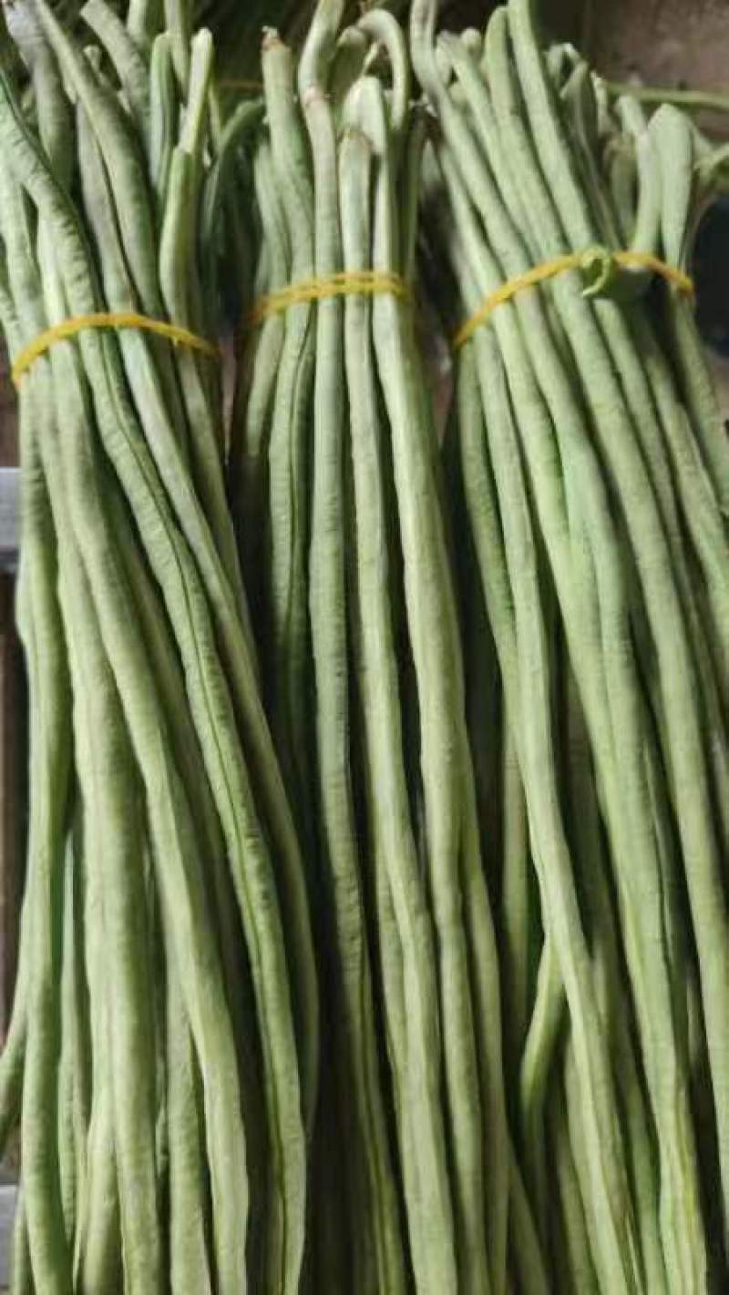 豆角，精品青条豆角基地，颜色青绿，条形直柳，实力代发全国