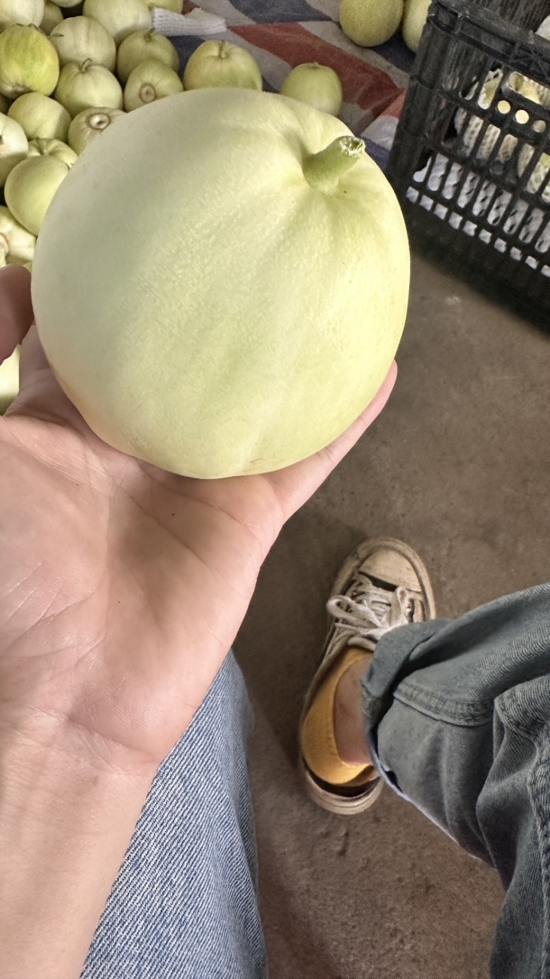 广西平南县银辉香瓜大量上市，产地直销，皮簿脆甜