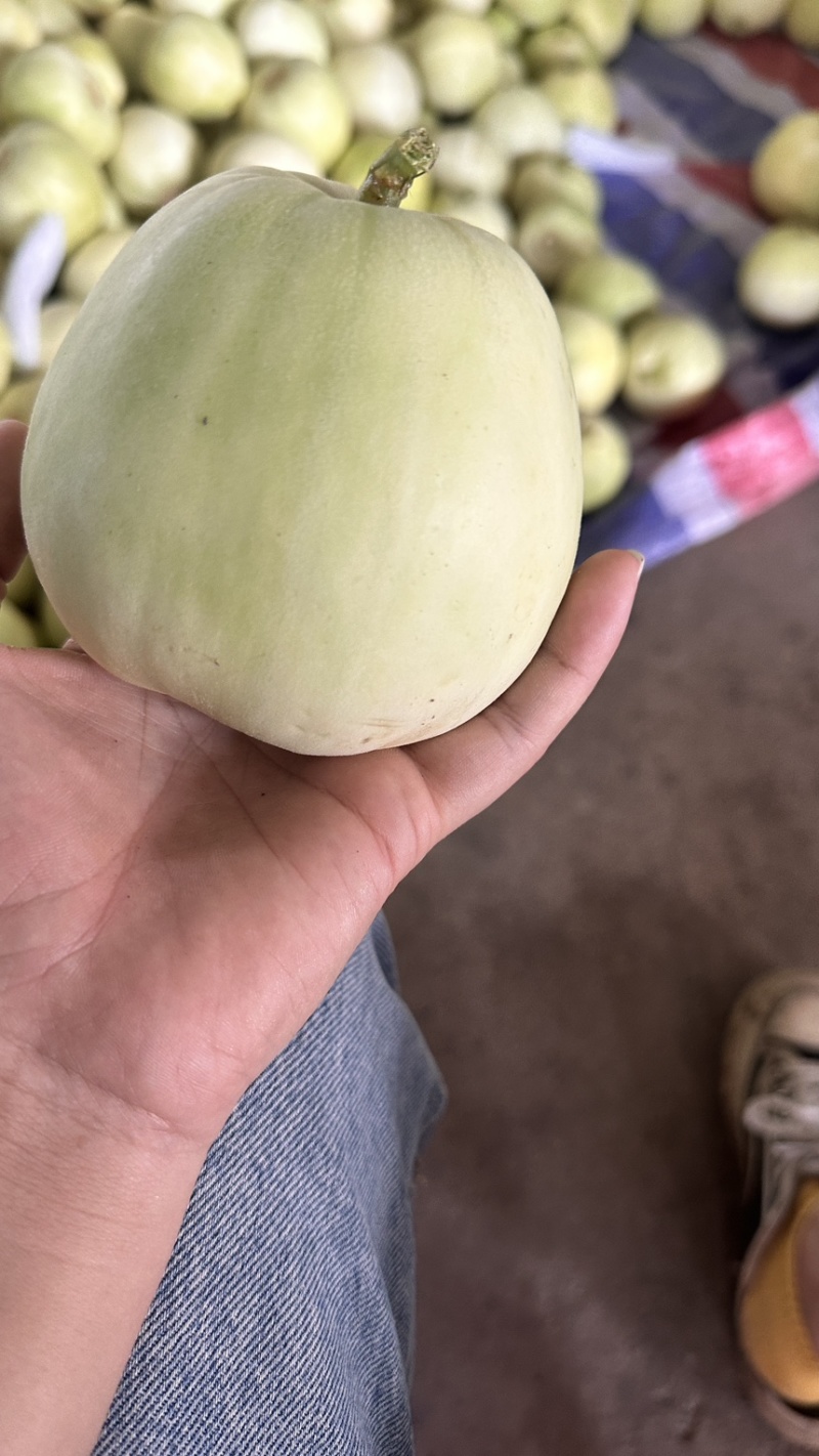 广西平南县银辉香瓜大量上市，产地直销，皮簿脆甜