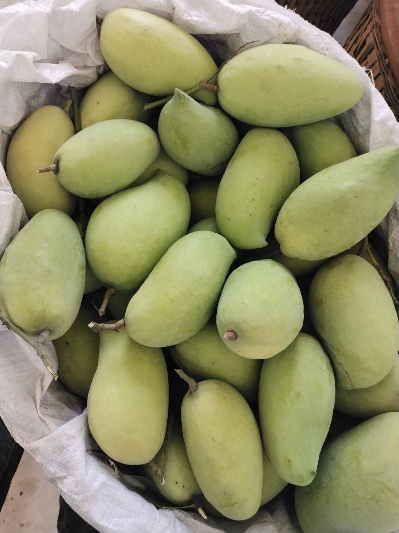 鹰嘴芒光果大量有货需要的联系