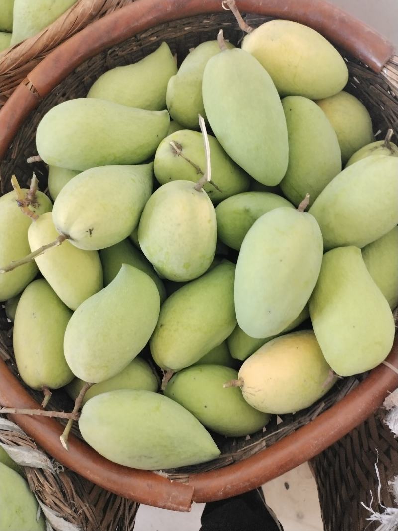 鹰嘴芒光果大量有货需要的联系