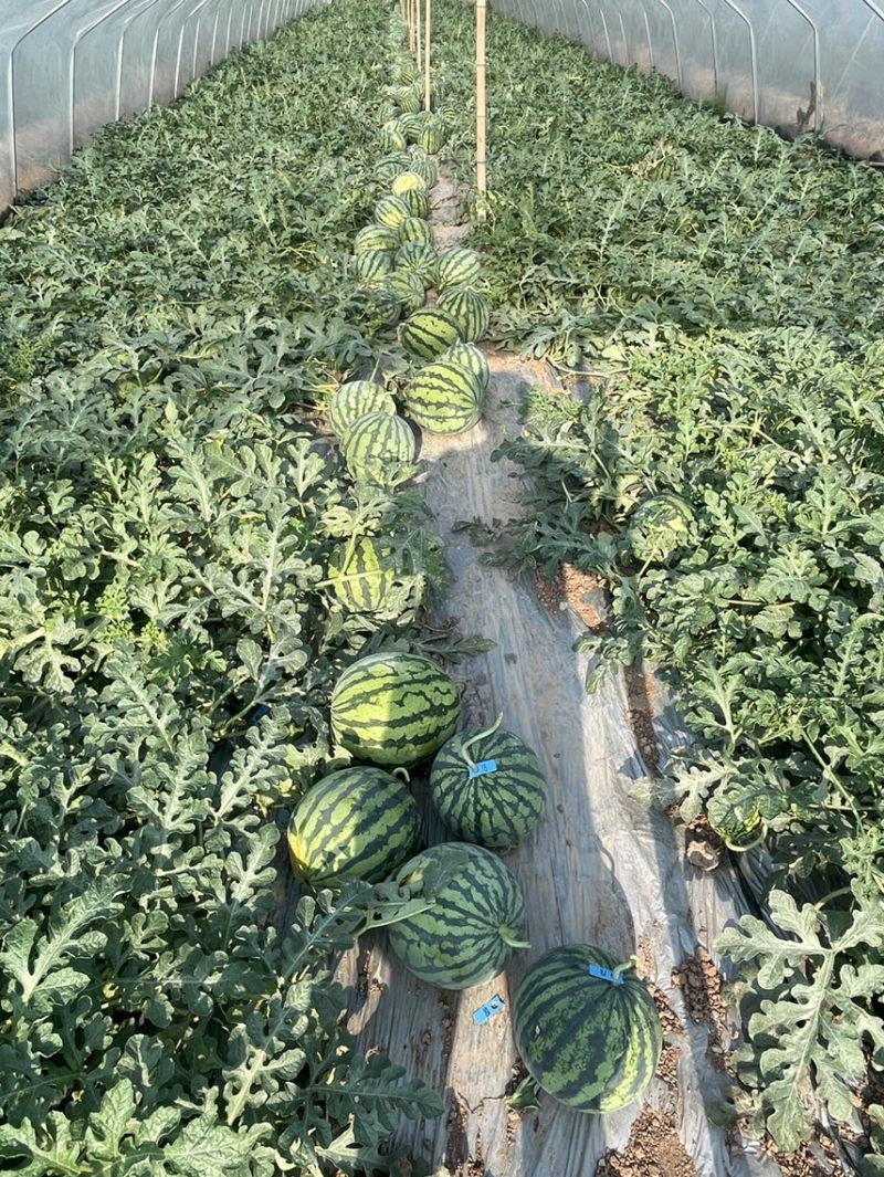 精品黑籽美都开棚瓜