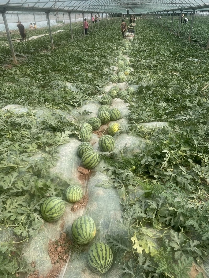 精品黑籽美都开棚瓜