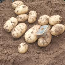 土豆黄皮黄心保质保量，一手货源批发市场商超代发全国