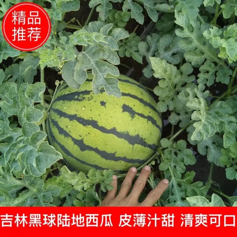【实力】吉林精品西瓜京欣西瓜大量上市全国发货价格可谈