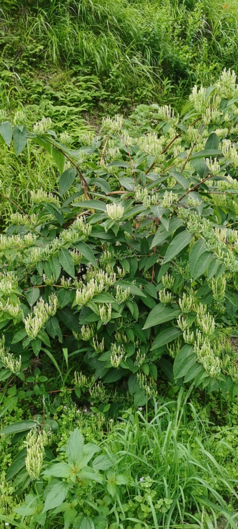 金银花大量采摘