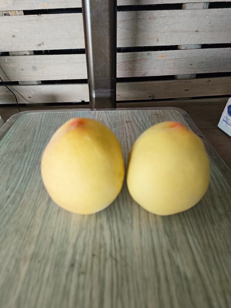 锦绣黄桃成熟啦