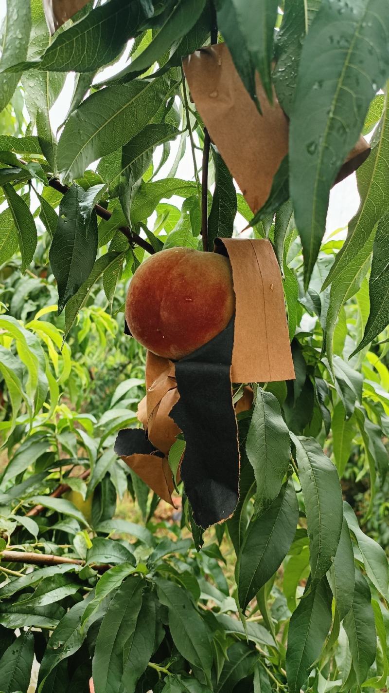 锦绣黄桃成熟啦