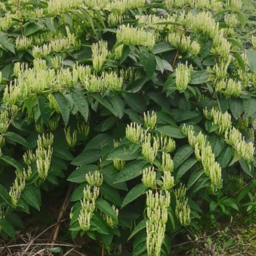 金银花大量采摘