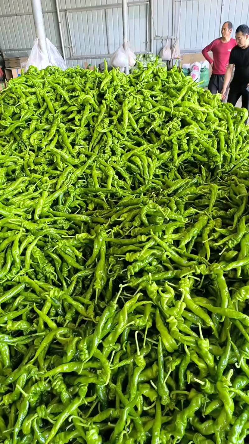螺丝椒，大栊