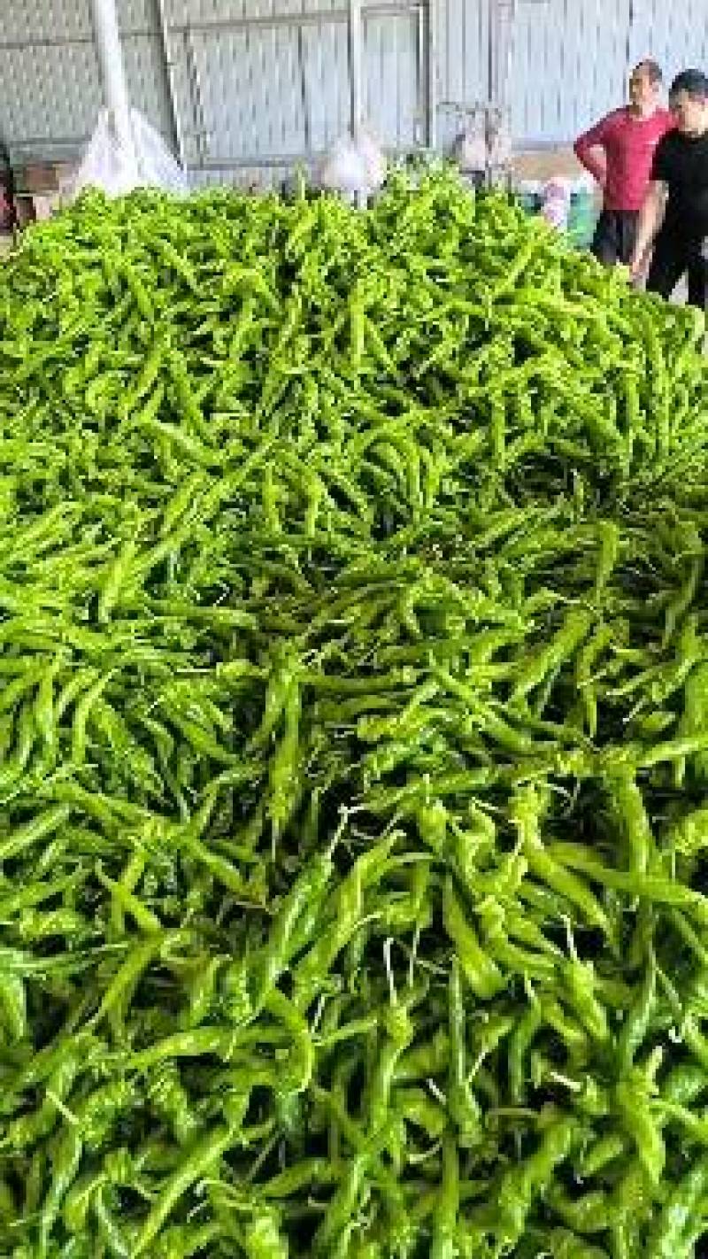 螺丝椒，大栊