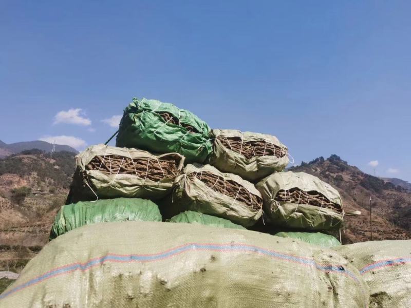 优质续断有大量货源欢迎骚扰