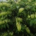 这里是大量大量采摘金银花基地
