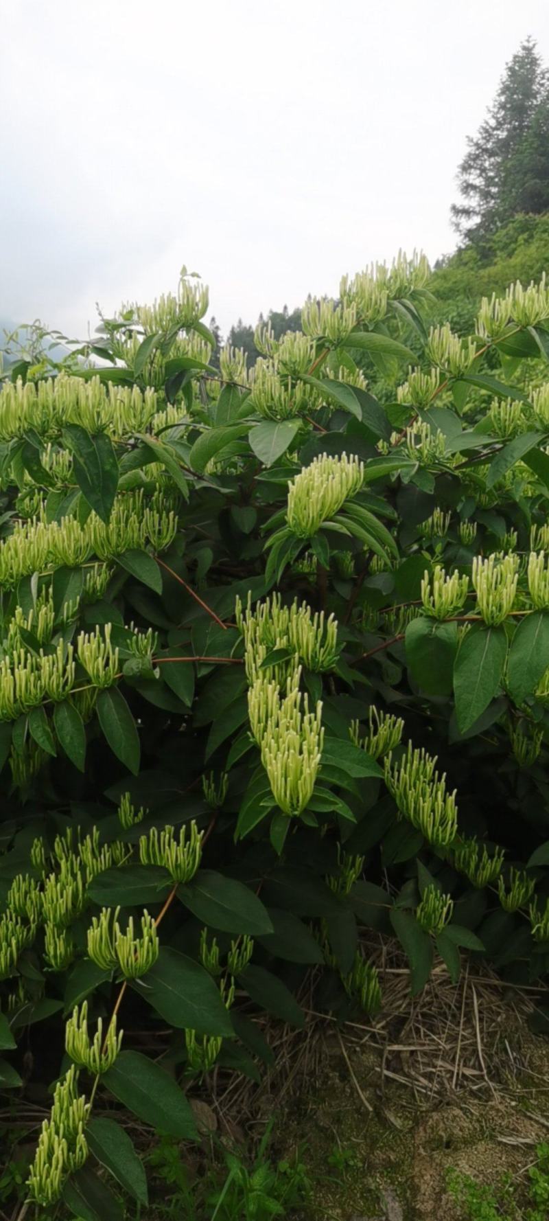 这里是大量大量采摘金银花基地