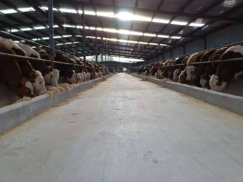 内蒙古育肥牛活牛产地直销质量保障量大从优欢迎订购