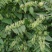 这里是大量大量采摘金银花基地