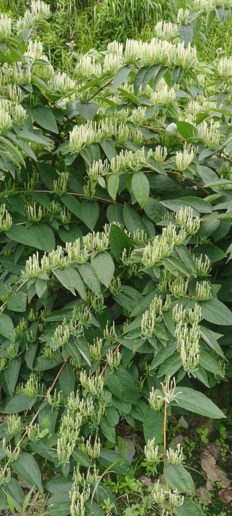 这里是大量大量采摘金银花基地