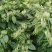 这里是大量大量采摘金银花基地
