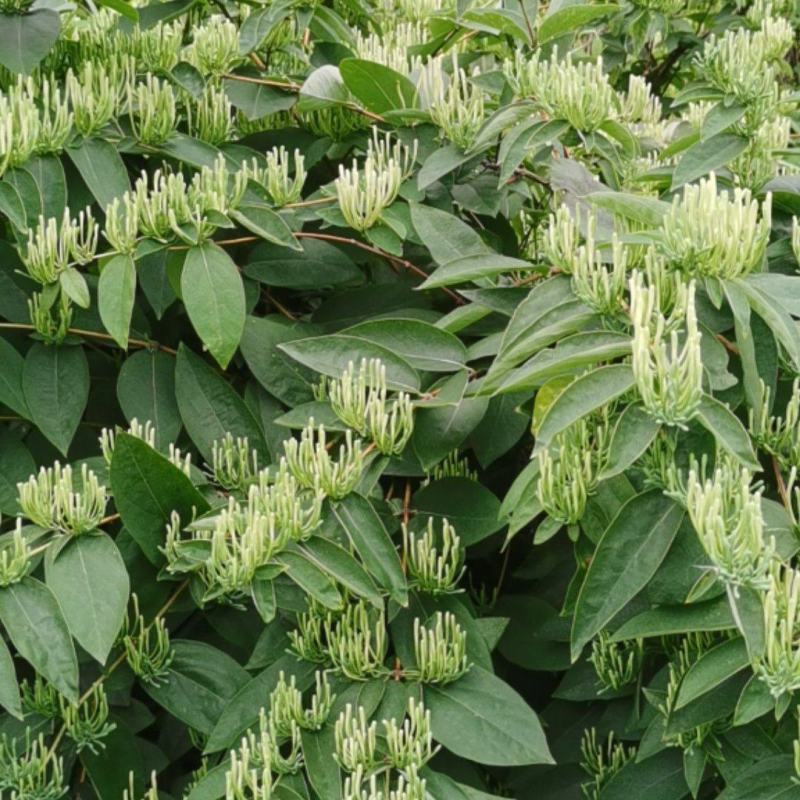 这里是大量大量采摘金银花基地