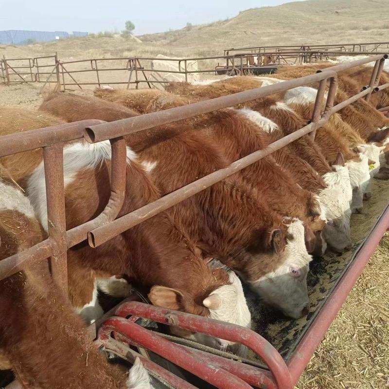 内蒙古过度小公牛活牛产地直销量大从优质量保障欢迎订购