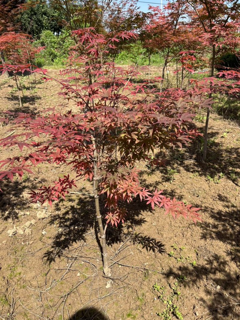 基地直销