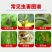 虫螨腈虱螨脲杀虫剂甘蓝专用甜菜夜蛾蔬菜农药正品虫满清