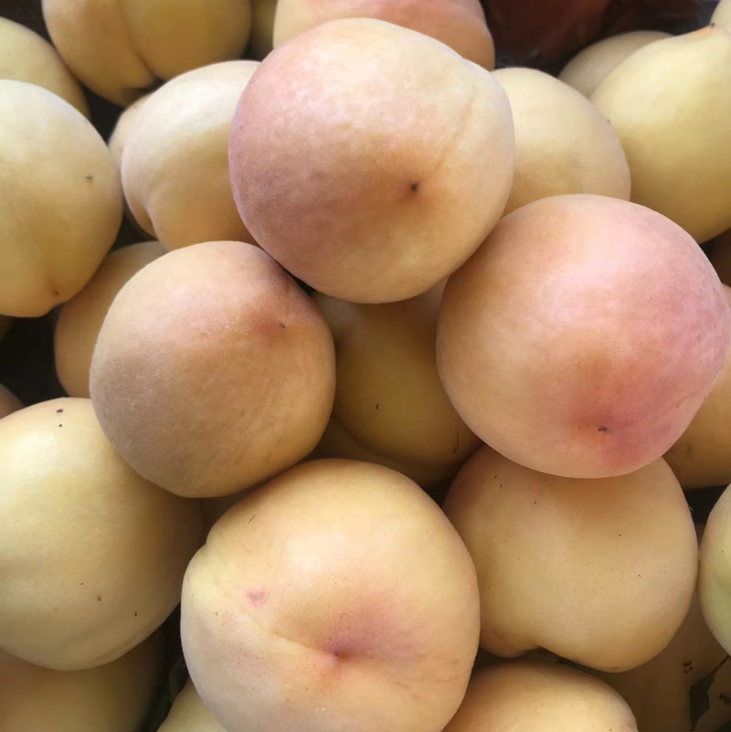 黄桃/黄金蜜产地发货品质好需要的老板电话联系