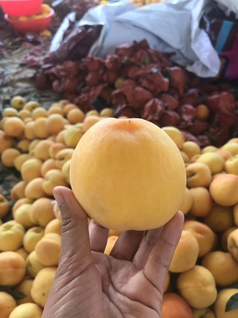 黄桃/黄金蜜产地发货品质好需要的老板电话联系