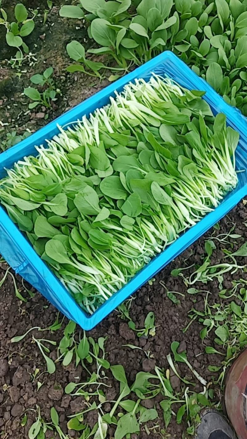 精品鸡毛菜上市