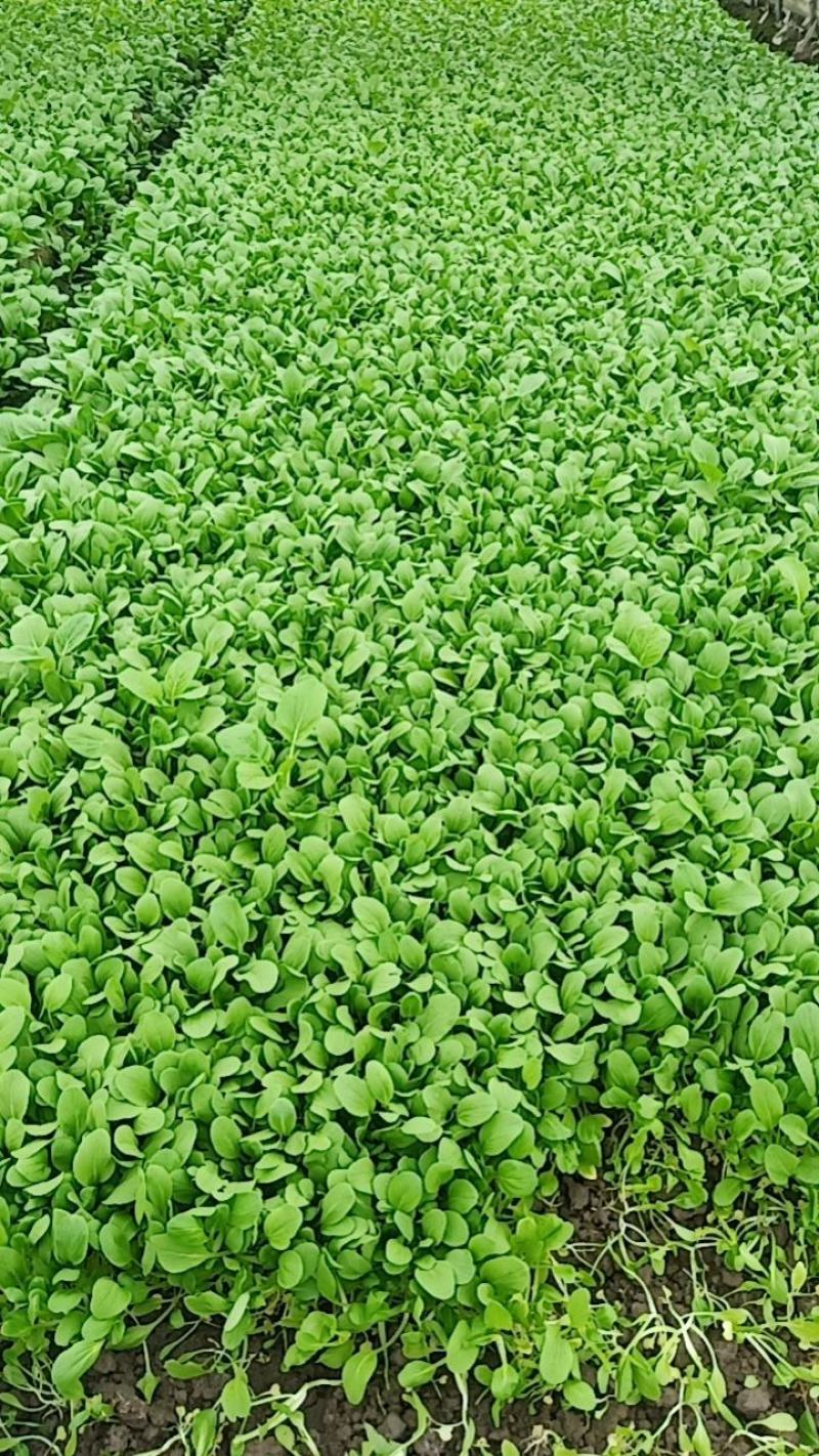 精品鸡毛菜上市