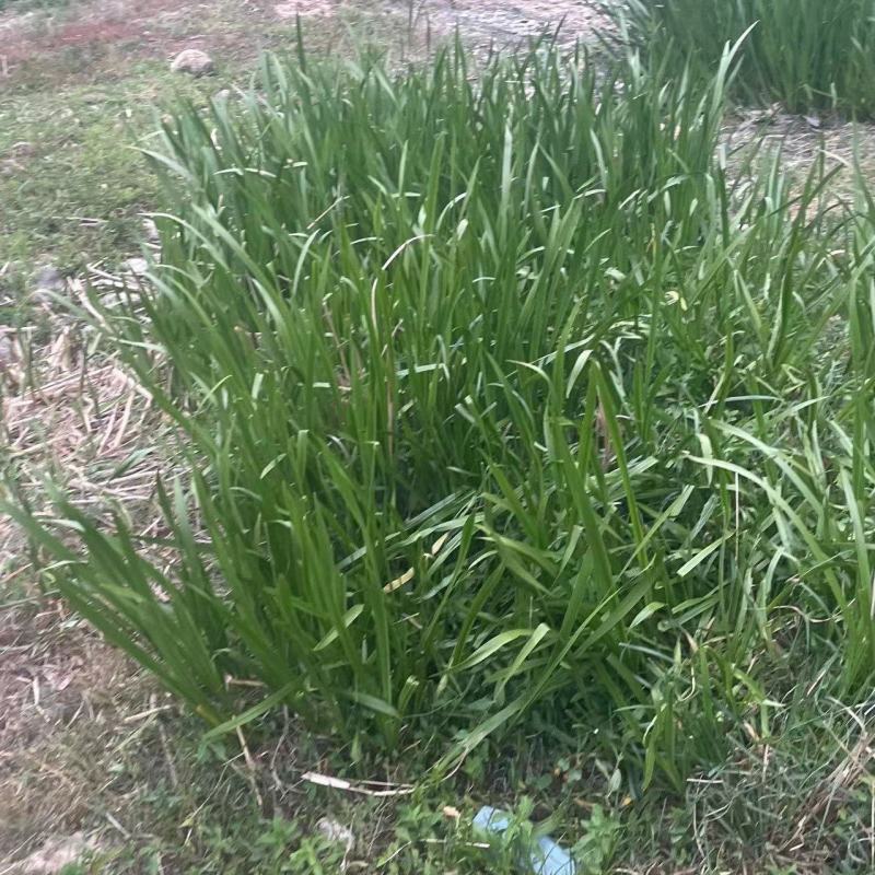 菖蒲野生菖蒲水菖蒲石菖蒲