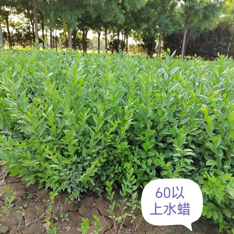 精品水蜡推荐大量上市成活率高品质好，支持团购