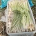 香茅草：柠檬香茅食用香料绿色保健、护肤，基地直供欢迎订购。