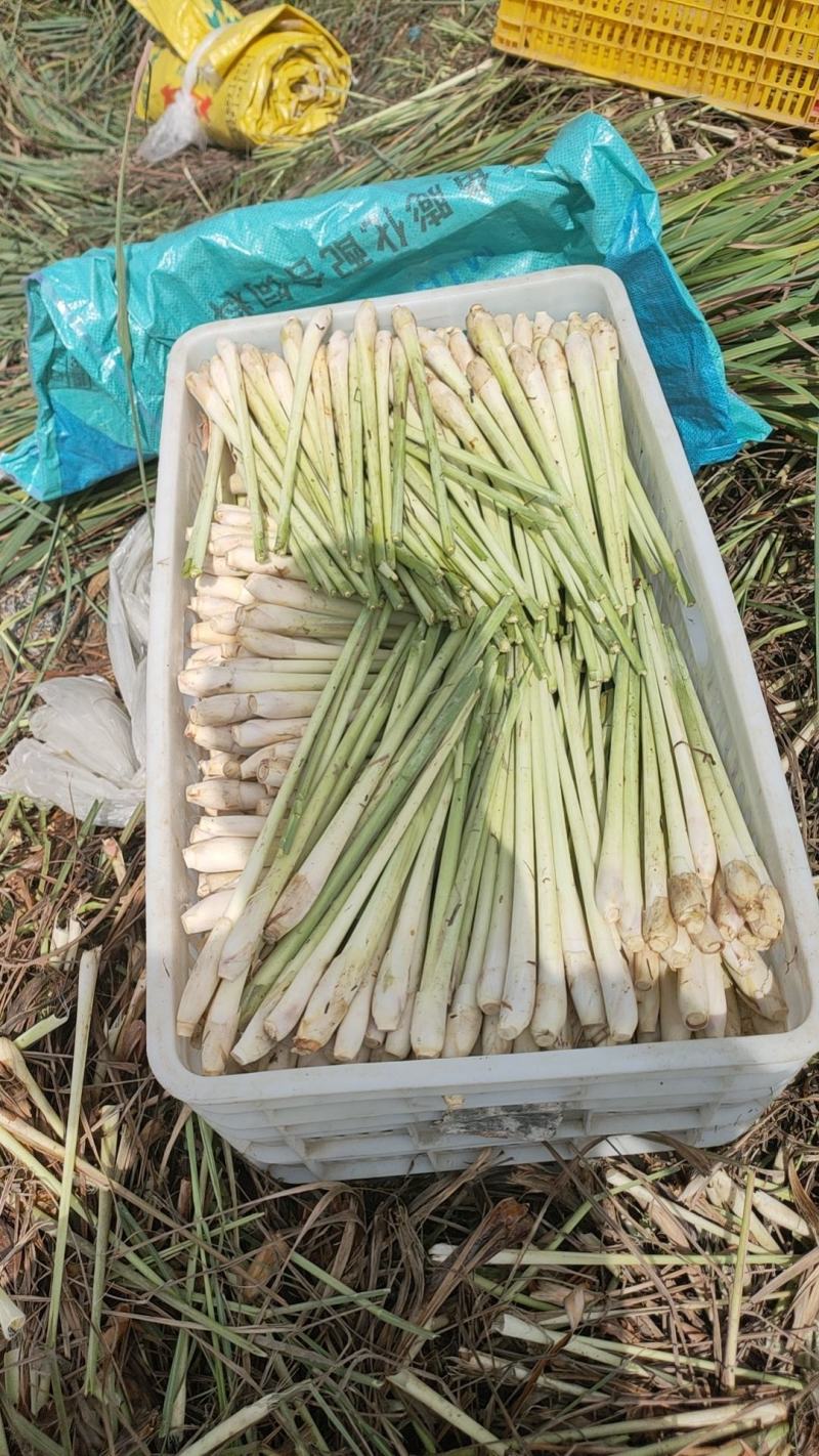 香茅草：柠檬香茅食用香料绿色保健、护肤，基地直供欢迎订购。