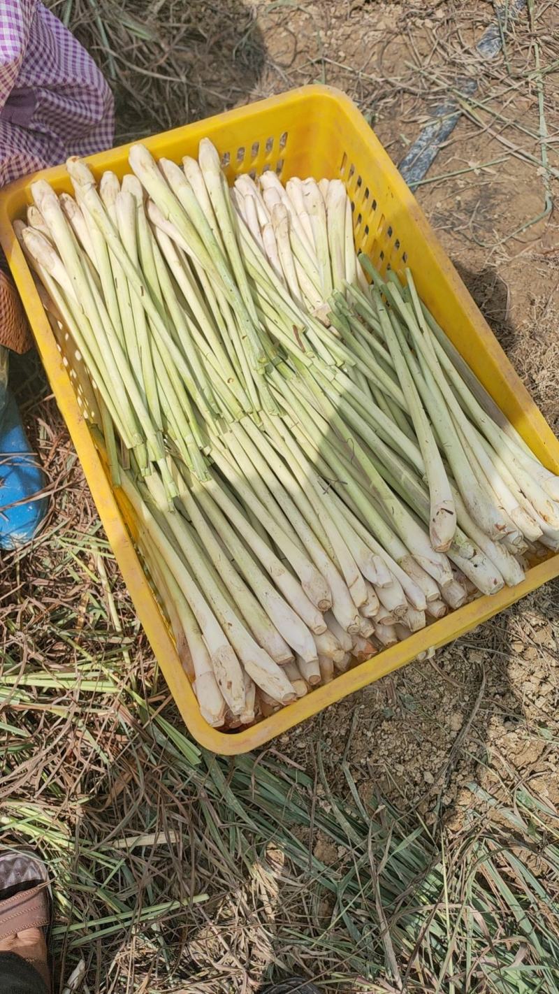 香茅草：柠檬香茅食用香料绿色保健、护肤，基地直供欢迎订购。